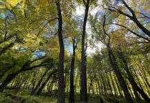 Who Has The Highest Instagram Followers? Discover The Surprising Leader