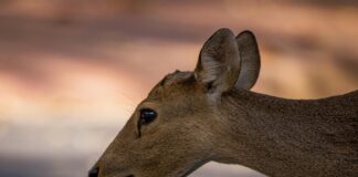 Get Free Instagram Followers: Proven Tips To Boost Your Profile Fast