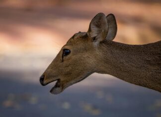 Get Free Instagram Followers: Proven Tips To Boost Your Profile Fast