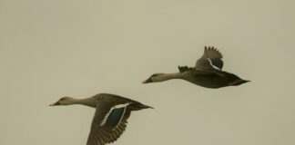 Recently Followed Instagram Accounts: Discover Who’s Trending Now