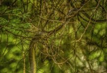 Instagram Following List Order: Why It Matters And How To Master It