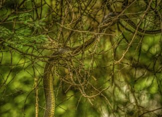 Instagram Following List Order: Why It Matters And How To Master It