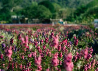 How To Get Followers Free Instagram: Proven Tips To Boost Growth