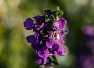 How To Free Followers On Instagram: Proven Tips To Boost Growth