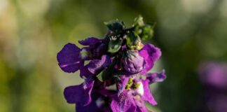 Get Followers Instagram For Free: Proven Tips To Boost Growth Fast